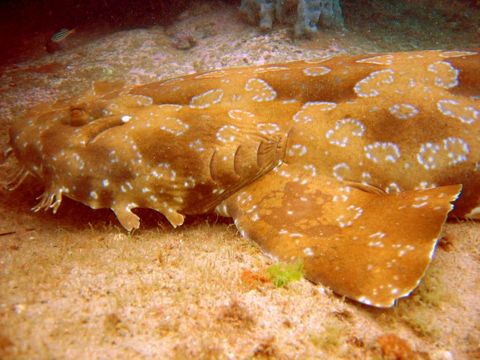 Spotted wobbegong photographed at Shelly Beach, Sydney, showing the mouth flaps and mottled camouflage; not to scale.