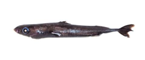Male Squaliolus aliae bycatch photograph showing the tiny lanternshark body in profile; not to scale.