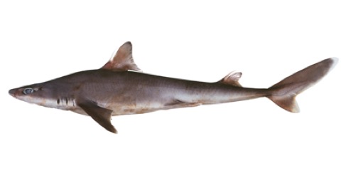 Squalus albifrons reference image showing the small spurdog profile and pale fin edges; not to scale.
