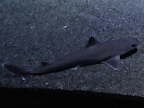 Japanese shortnose spurdog photographed in an aquarium with the short snout visible; not to scale.