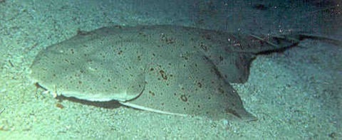 Pacific angel shark reference photograph showing the broad pectoral fins and sand-colored camouflage; not to scale.