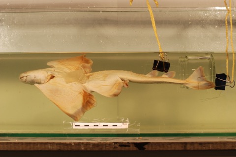 Naturalis specimen photograph of Squatina japonica in lateral view; not to scale.