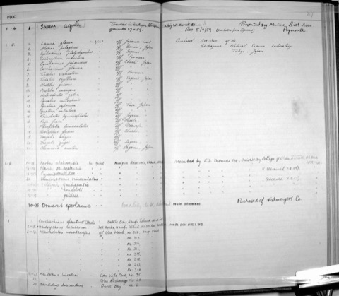 Natural History Museum specimen photograph of Squatina nebulosa in dorsal view; not to scale.