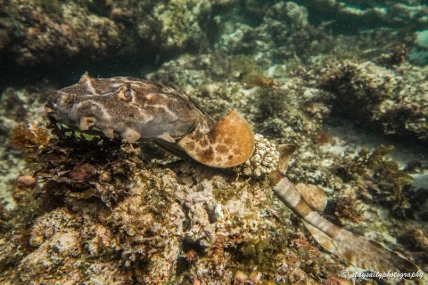 Western wobbegong underwater photograph showing the low profile and mottled reef camouflage; not to scale.