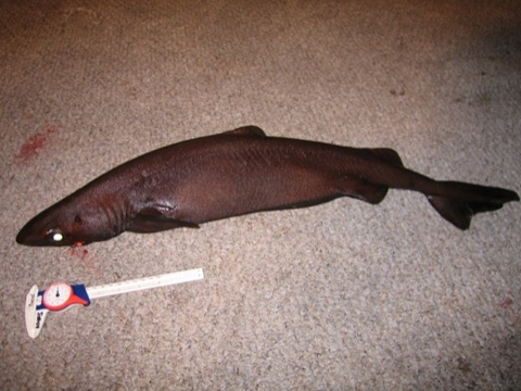 Velvet dogfish reference photograph showing the dark body and low dorsal fins; not to scale.